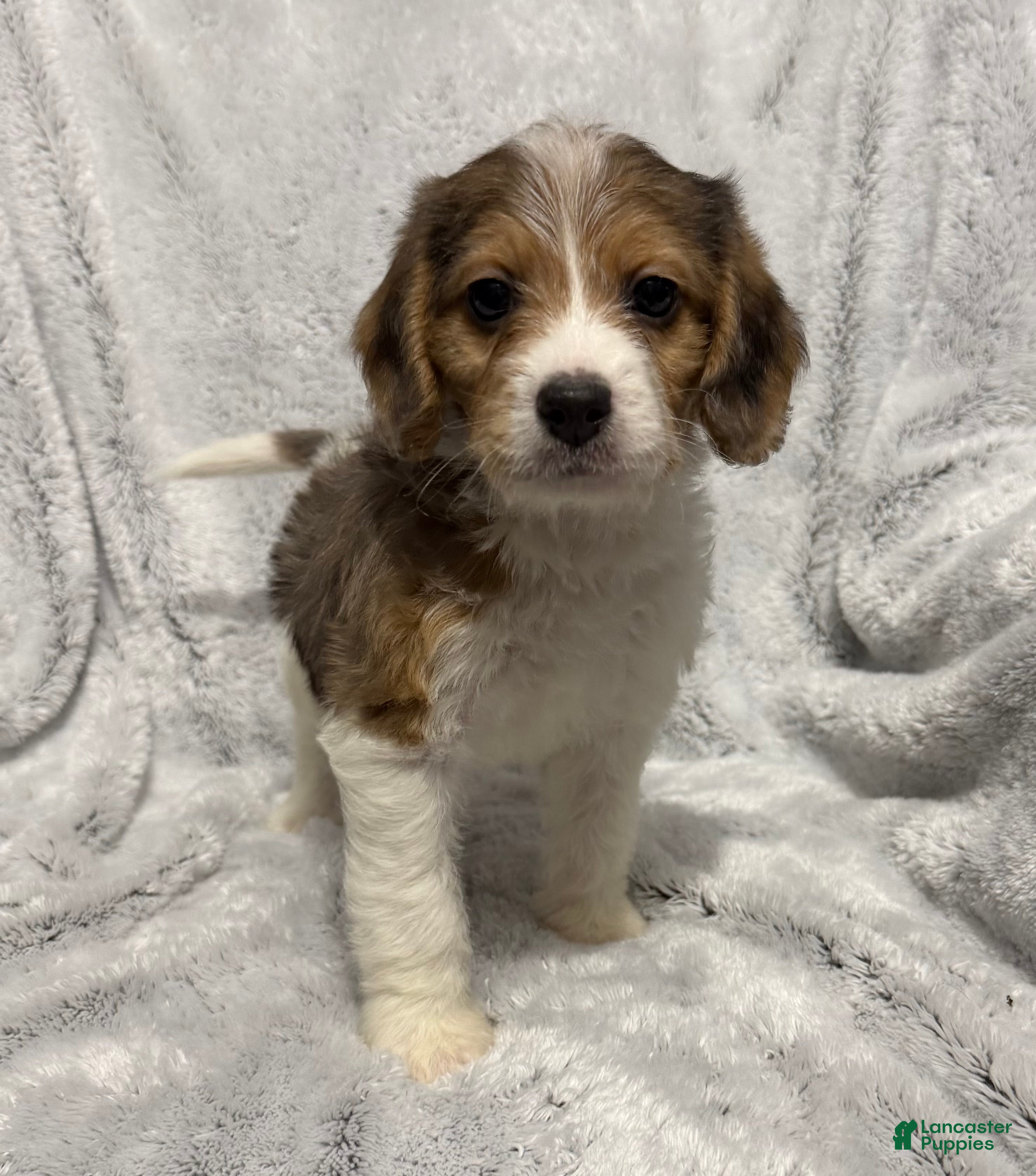 Mixed Breed dogs Cash - Ad 27