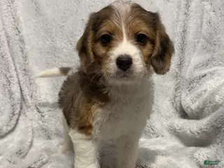 Mixed Breed dogs Cash - Ad 21