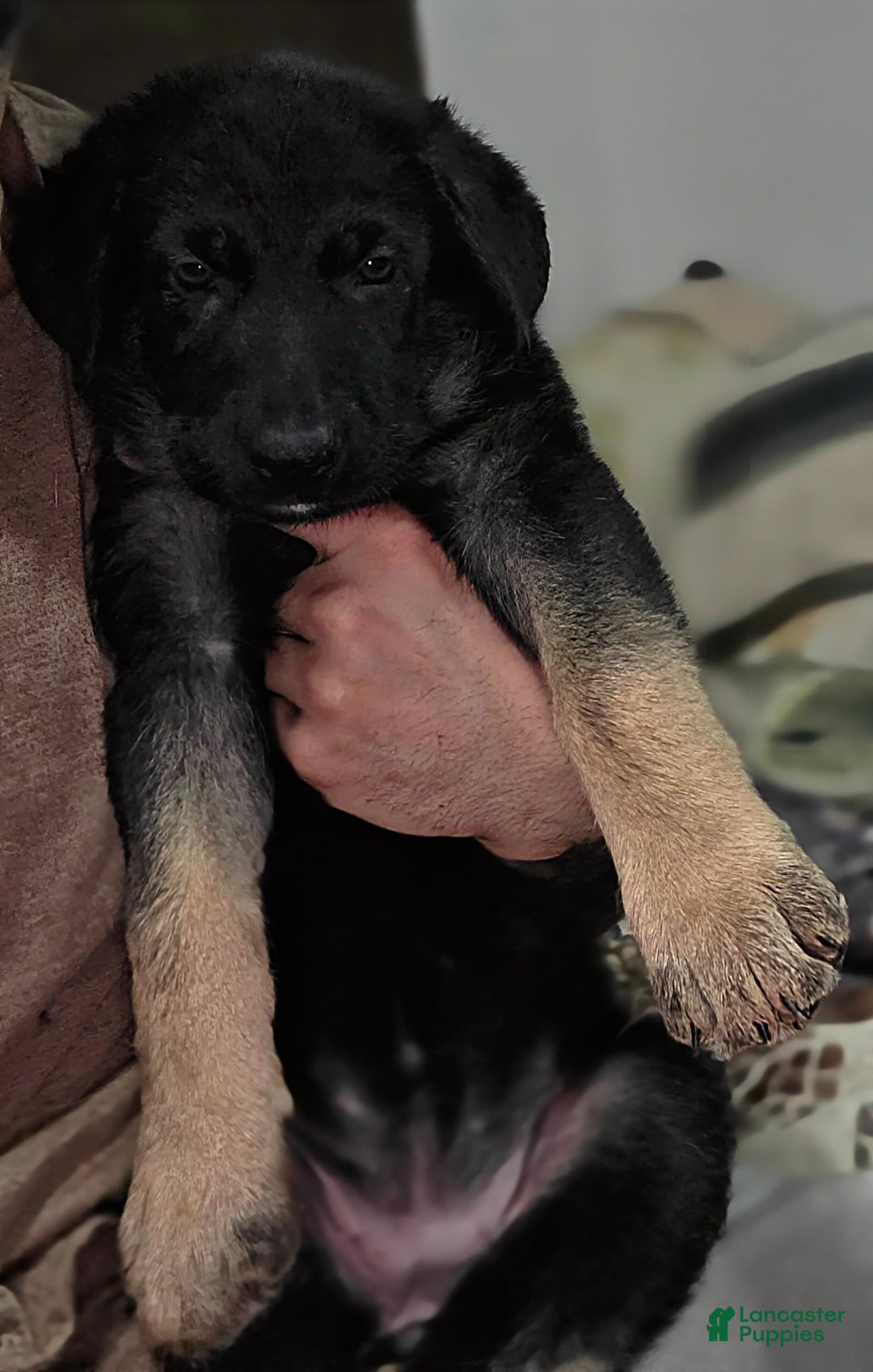 German Shepherd dogs for sale: Luna (8) - Ad 1