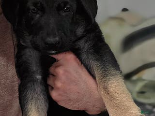 German Shepherd dogs Luna (8) - Ad 19