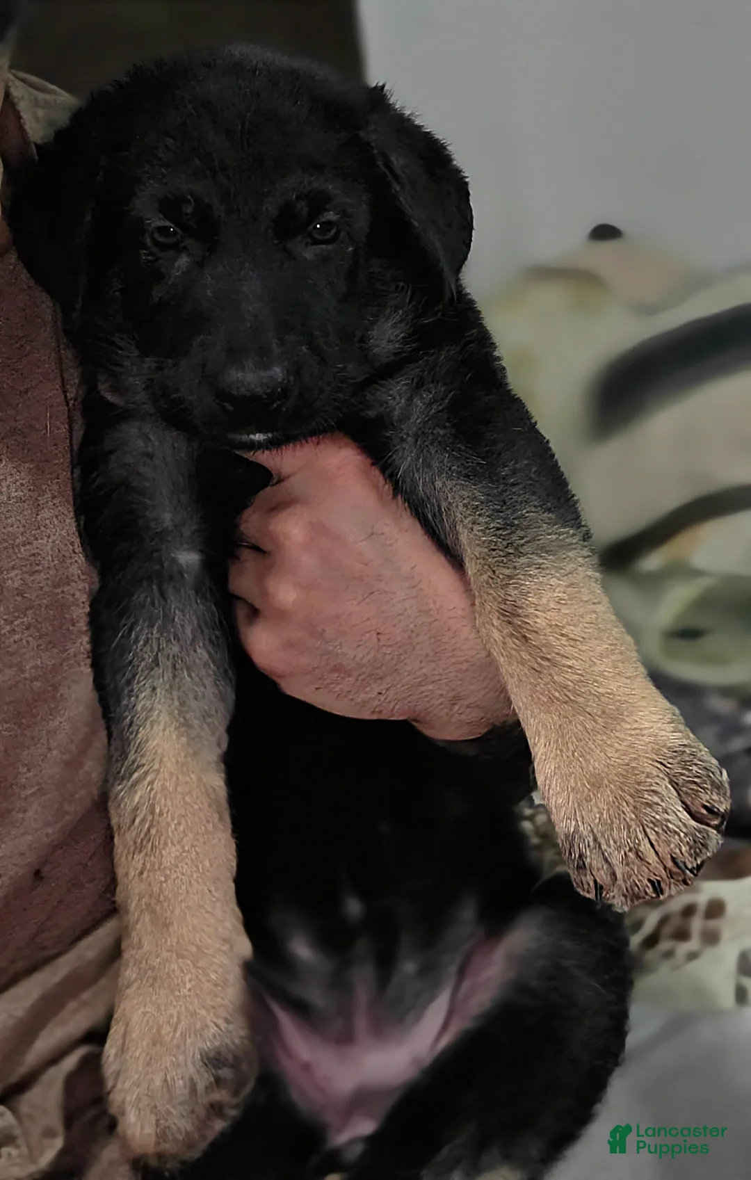 German Shepherd dogs for sale: Luna (8) - Ad 1