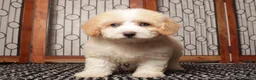 Maltipoo dogs for sale: Zeke -  - Ad 3