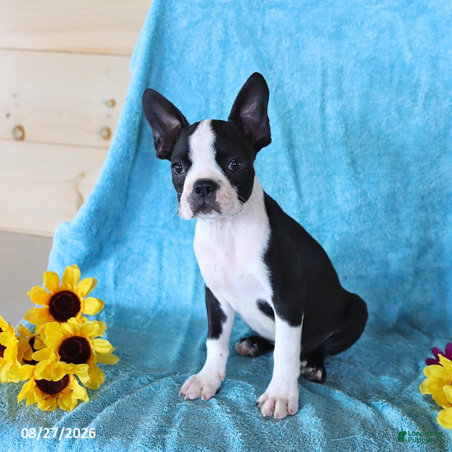 Boston Terrier dogs Starlight - Ad 2