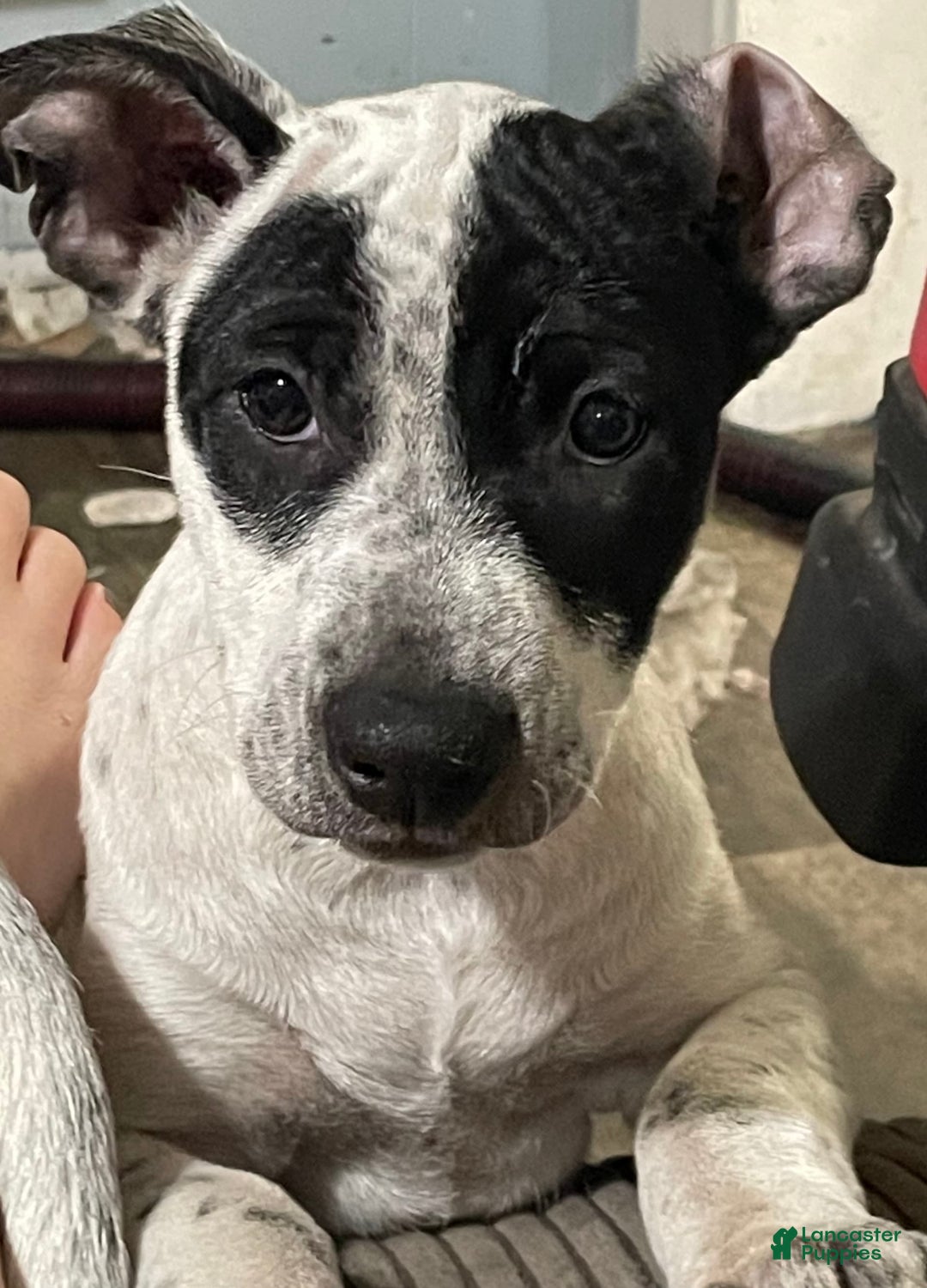 Gallery Image {{count}}