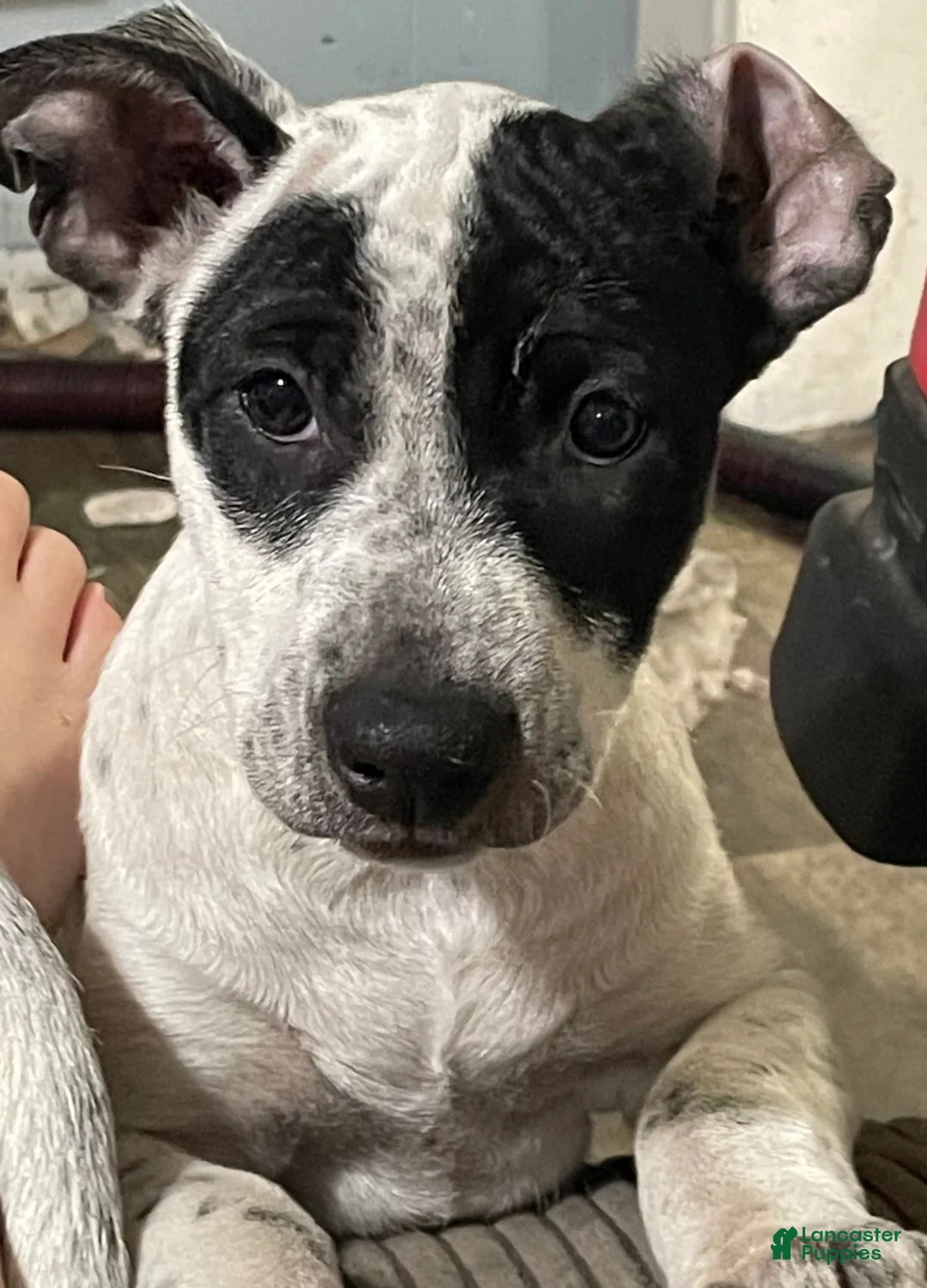 Gallery Image {{count}}