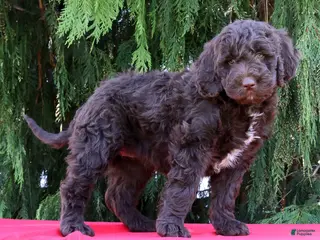 Newfypoo dogs for sale: Addi - Ad 3