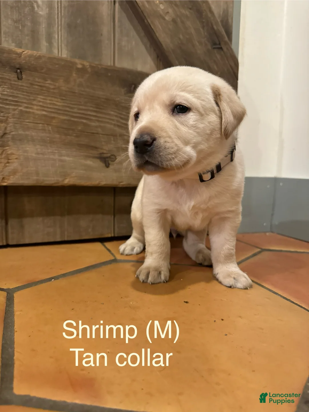 Labrador Retriever dogs for sale: Shrimp- Tan collar  - Ad 2