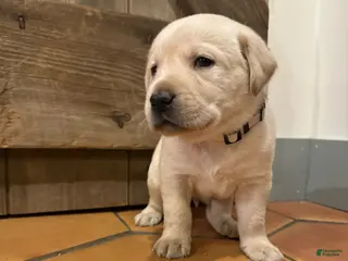 Labrador Retriever dogs Shrimp- Tan collar - Ad 28