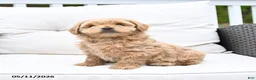 Mixed Breed dogs for sale: Peaches - Ad 4