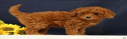 Cavapoo dogs for sale: Casey - Ad 4