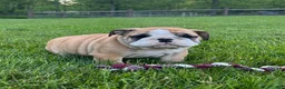 English Bulldog dogs for sale: Victor - Ad 3