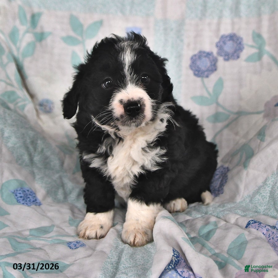 Mini Aussiedoodle dogs Naomi - Ad 1