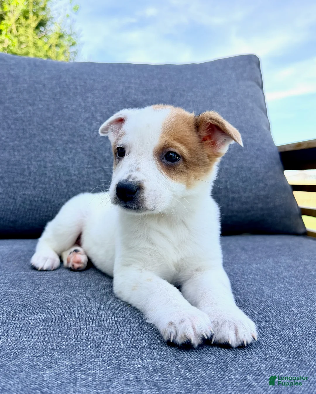 Australian Cattle Dog dogs for sale: Daisy  - Ad 1