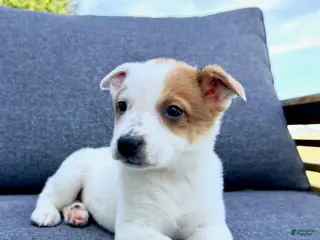 Australian Cattle Dog dogs for sale: Daisy - Ad 2