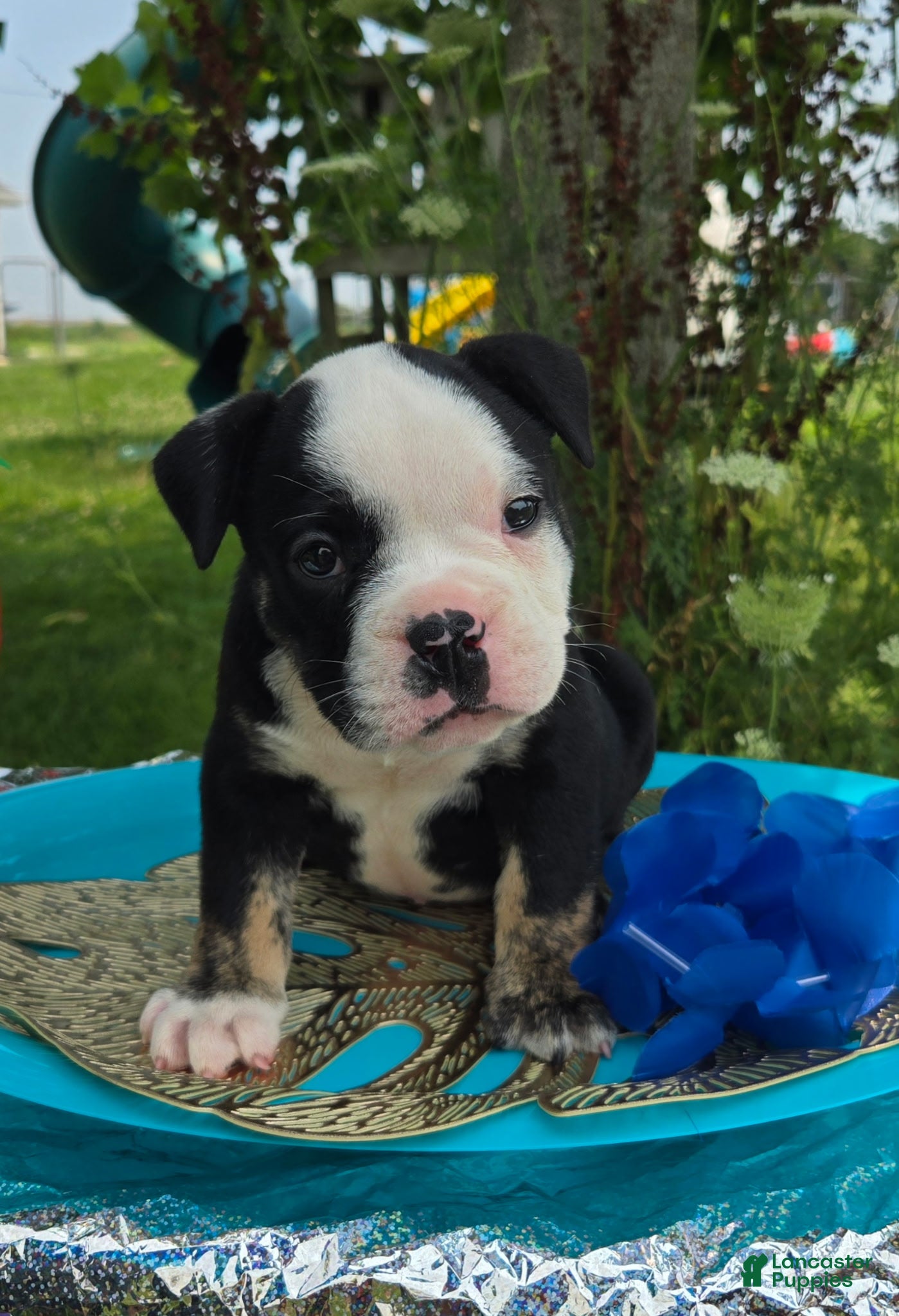 Olde English Bulldogge dogs Ed - Ad 2