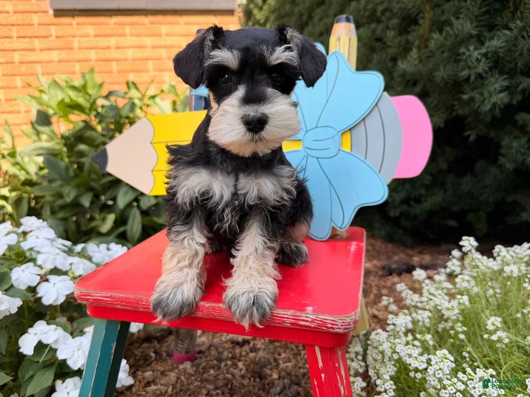 Miniature Schnauzer dogs for sale: Madeline - Ad 1