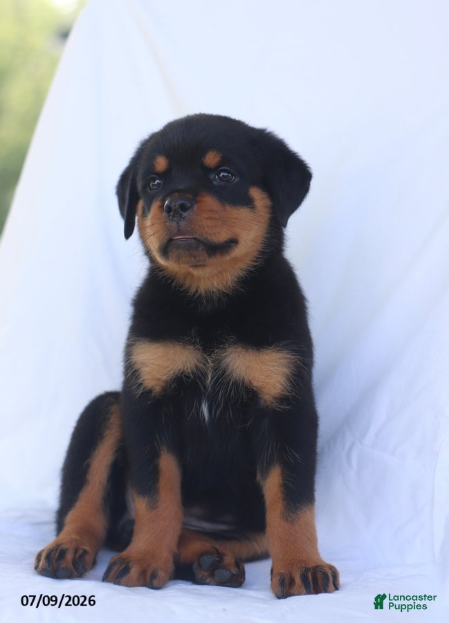 Rottweiler dogs Connie - Ad 2