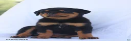 Rottweiler dogs for sale: Connie - Ad 2