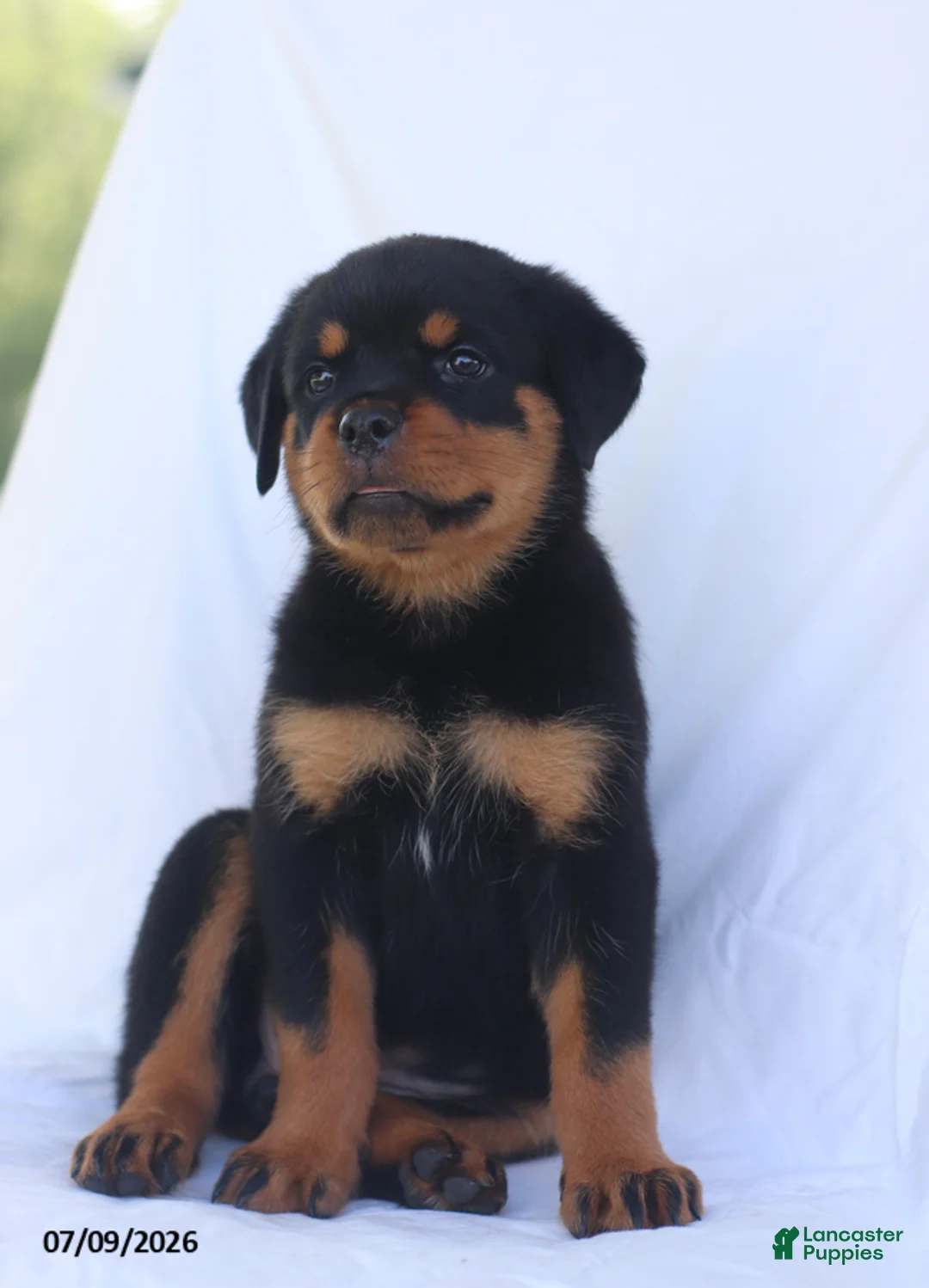 Rottweiler dogs for sale: Connie - Ad 2