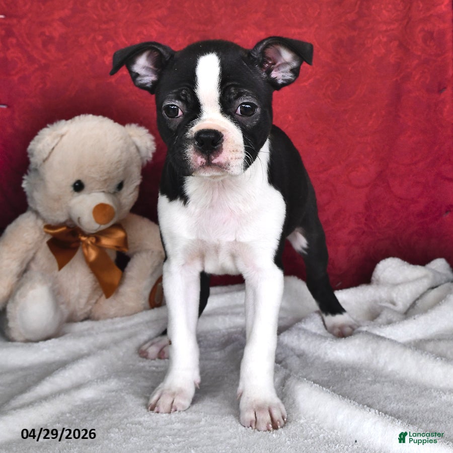 Boston Terrier dogs Sierra - Ad 2