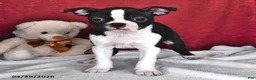 Boston Terrier dogs for sale: Sierra - Ad 2