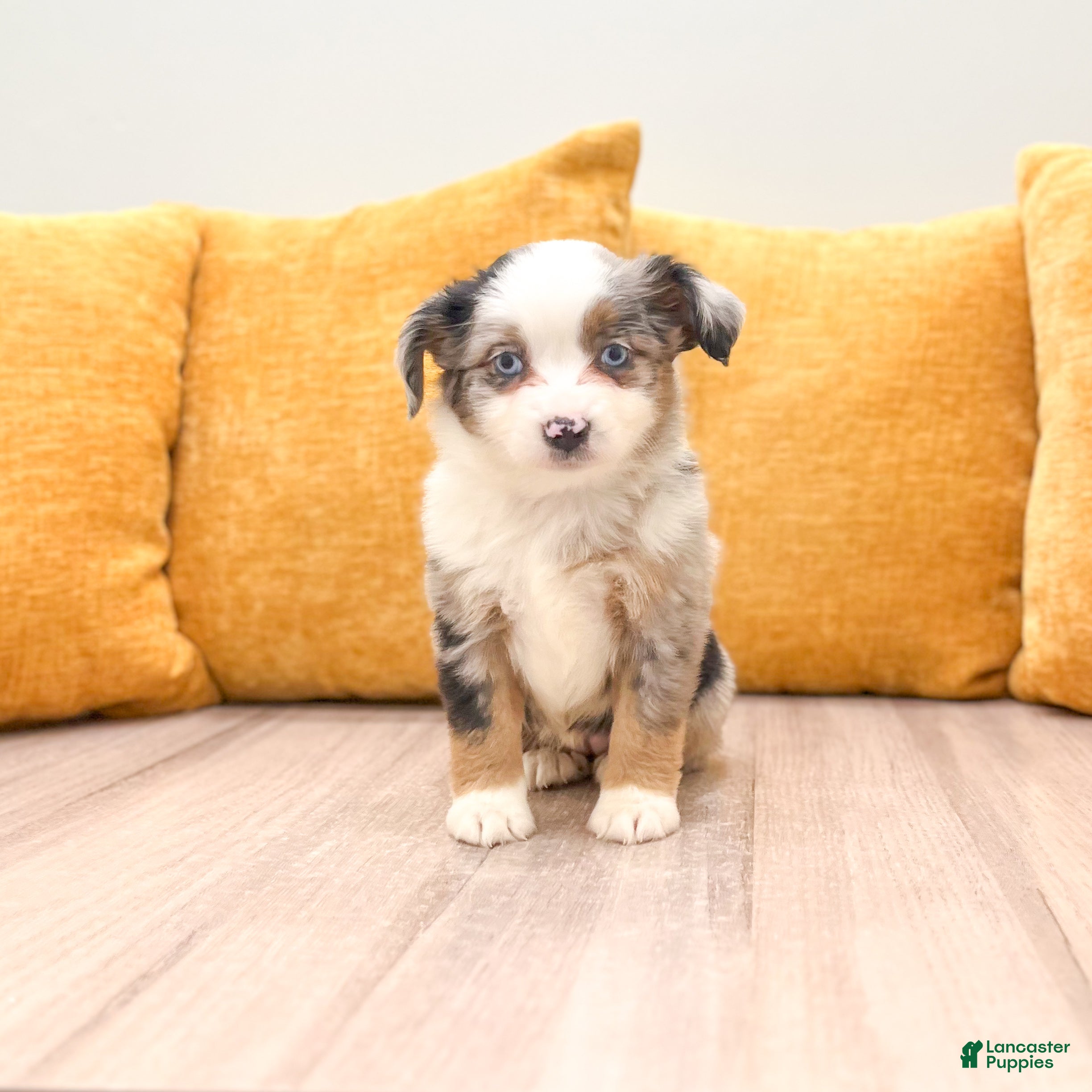 Miniature Australian Shepherd dogs Trixie - Ad 1