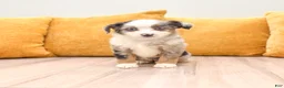 Miniature Australian Shepherd dogs for sale: Trixie - Ad 1