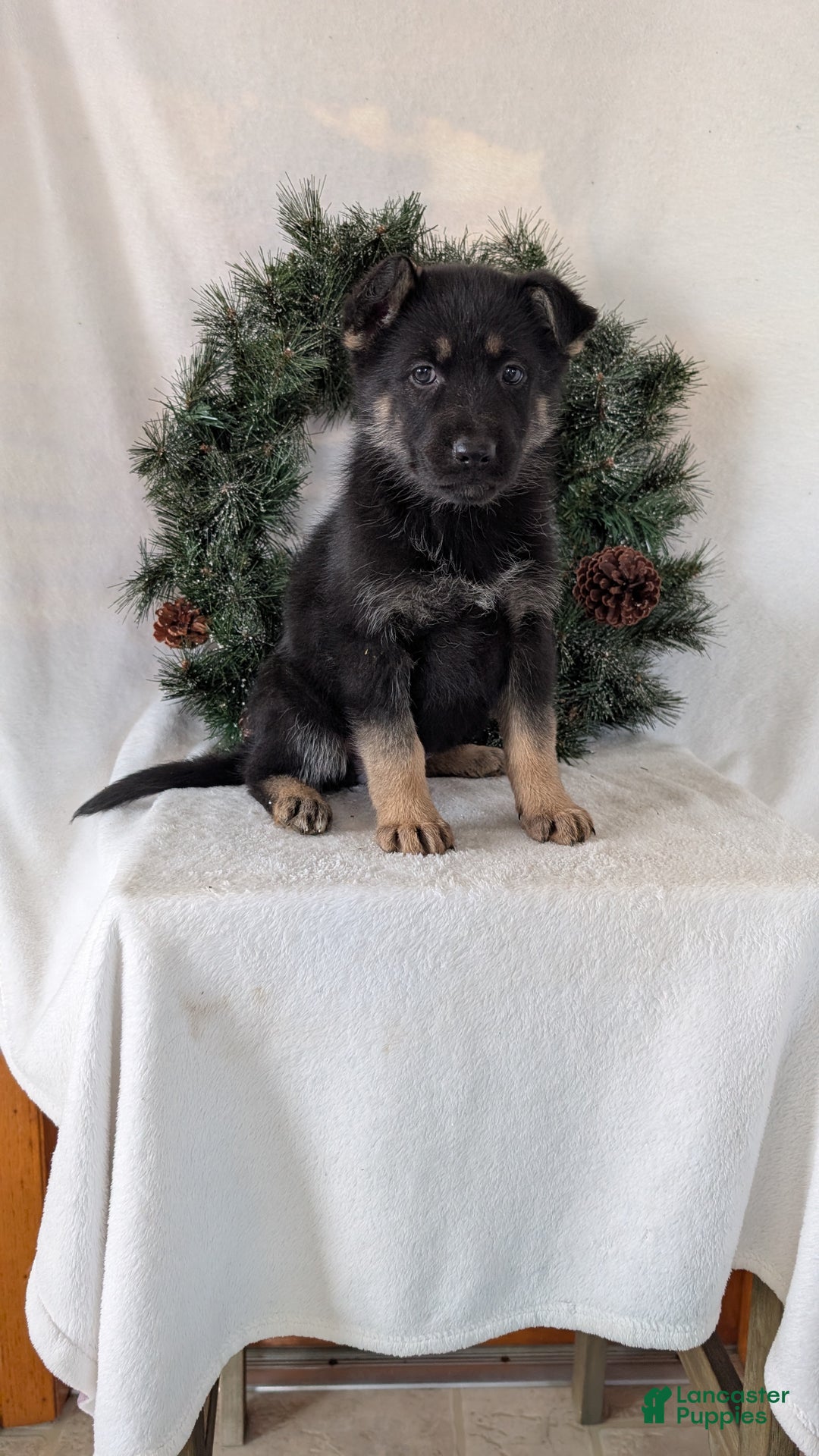 German Shepherd dogs for sale: Marge  - Ad 2