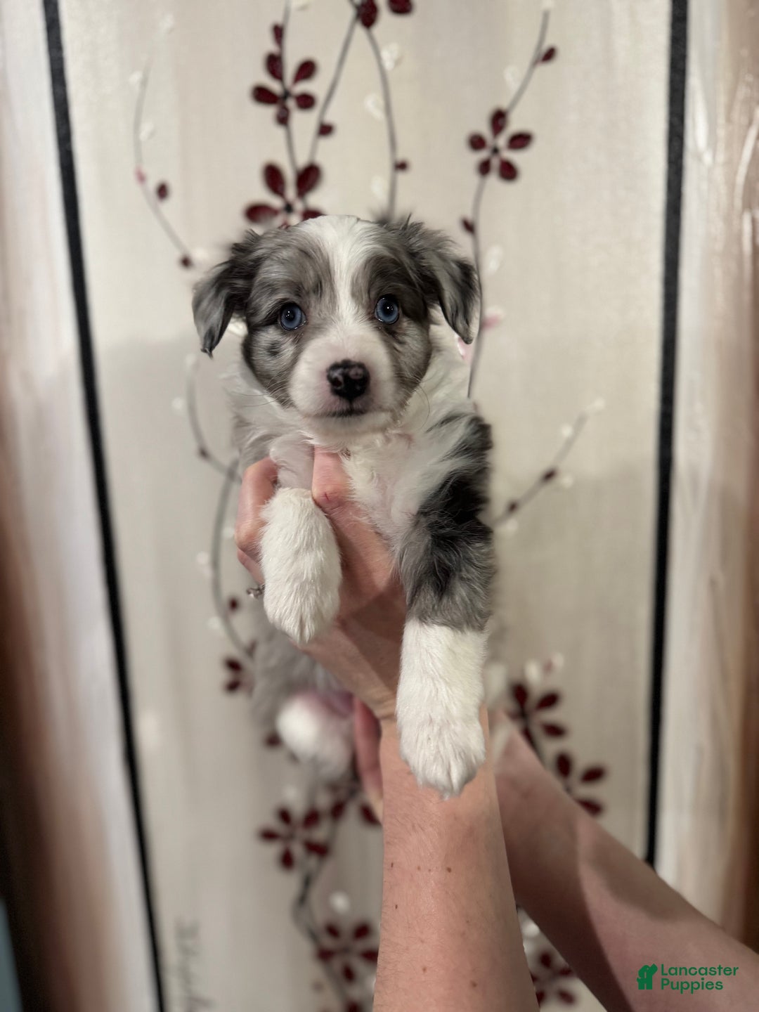 Mixed Breed dogs for sale: Jasper - Ad 2