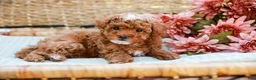 Toy Poodle dogs for sale: Bubbles - Ad 5