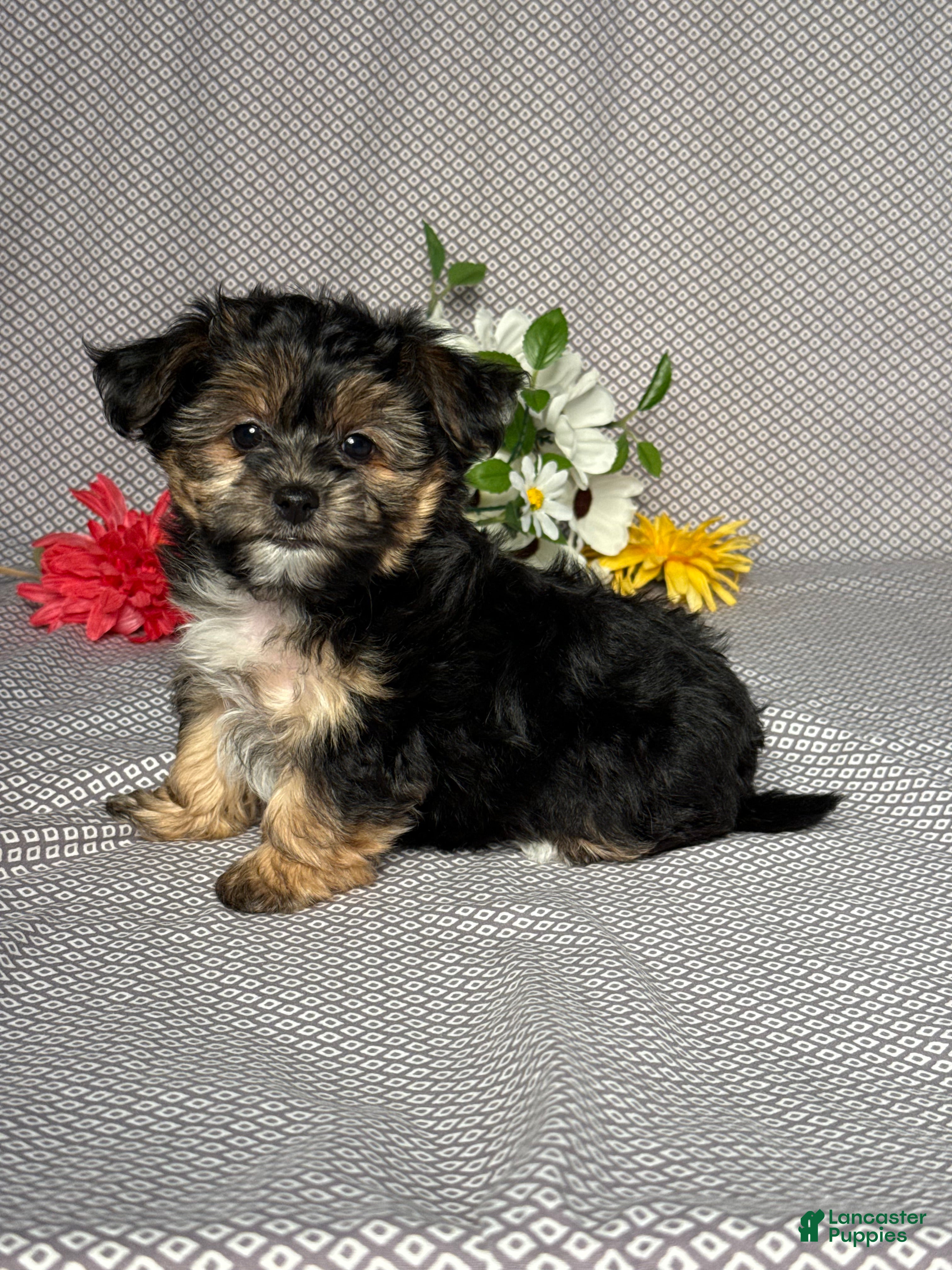 Yochon dogs Tyler - Ad 2