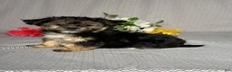 Yochon dogs for sale: Tyler - Ad 2