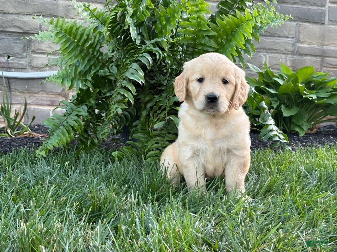 Golden Retriever dogs for sale: Luna - Ad 1
