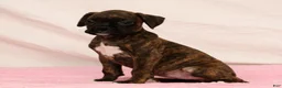 Boxer dogs for sale: Shadow - Ad 7