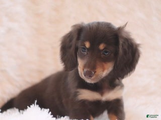 Dachshund dogs Molly - Ad 26