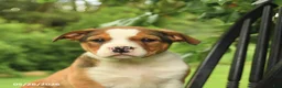 Mixed Breed dogs for sale: Harrison - Ad 5