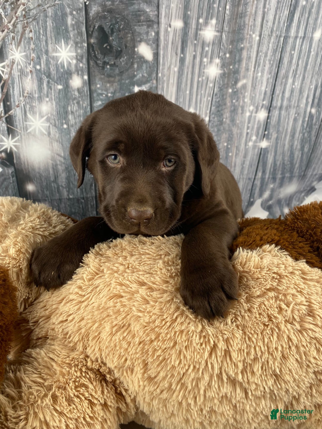 Labrador Retriever dogs for sale: Ava - Ad 11