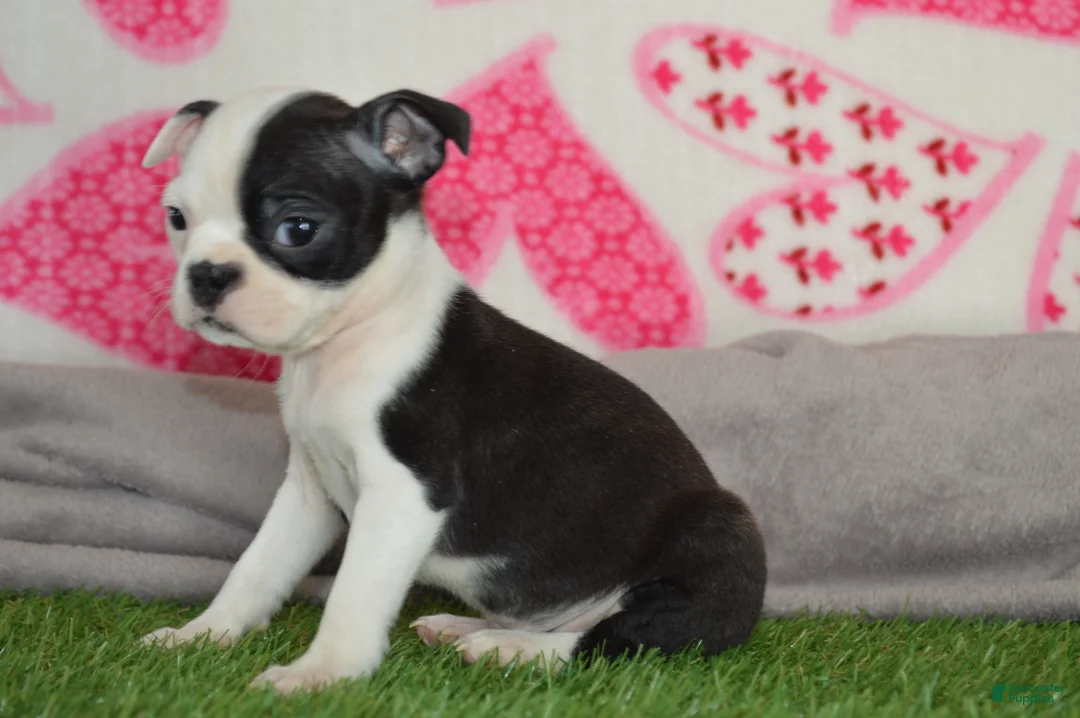Boston Terrier dogs for sale: Penny - Ad 3
