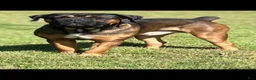 Cane Corso dogs for sale: Chase - Ad 4
