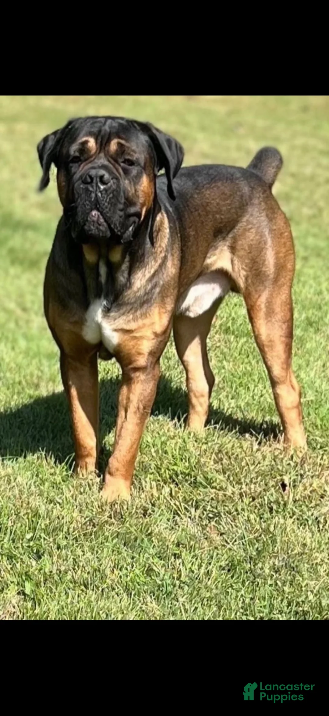 Cane Corso dogs for sale: Chase - Ad 4
