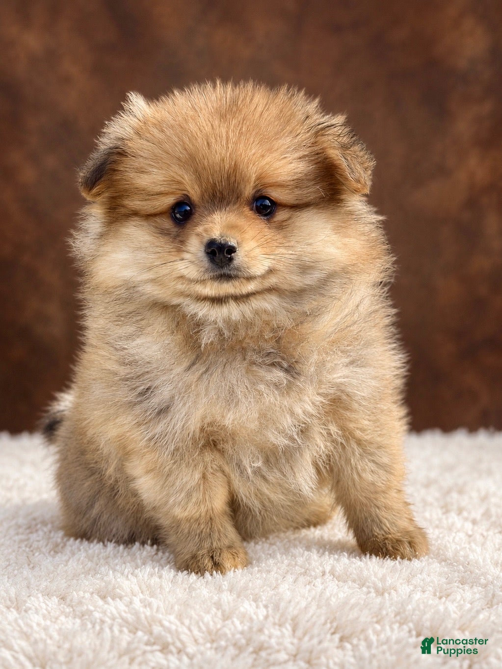 Pomeranian dogs Girl Bluey - Ad 1