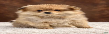 Pomeranian 2