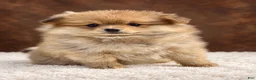 Pomeranian dogs for sale: Girl Bluey - Ad 1