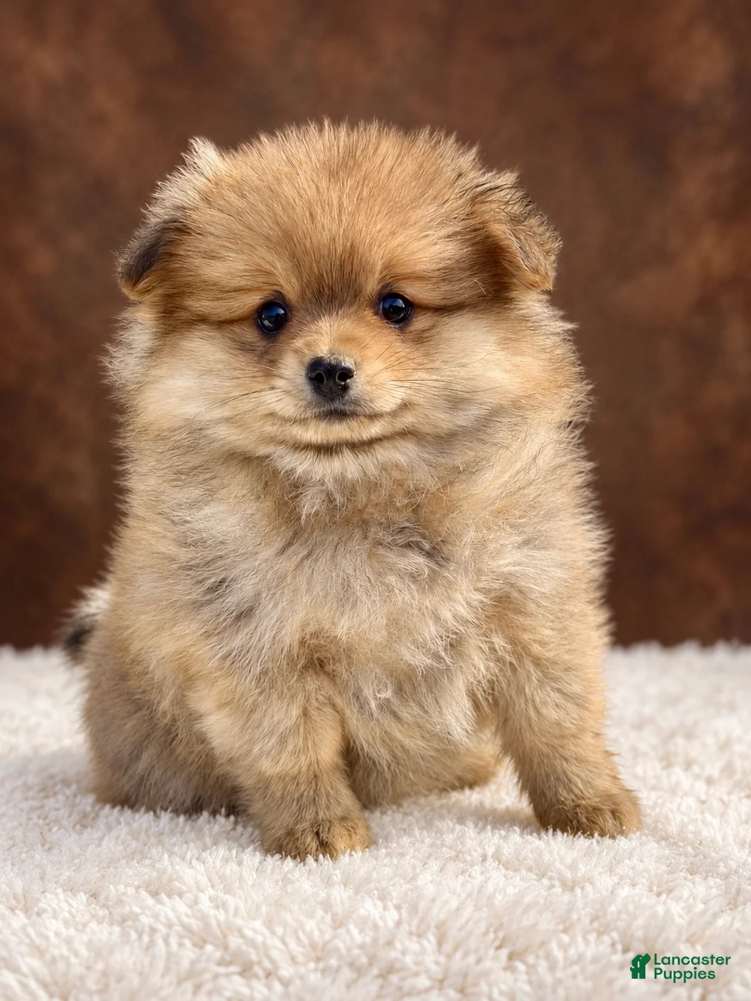 Pomeranian dogs for sale: Girl Bluey - Ad 1