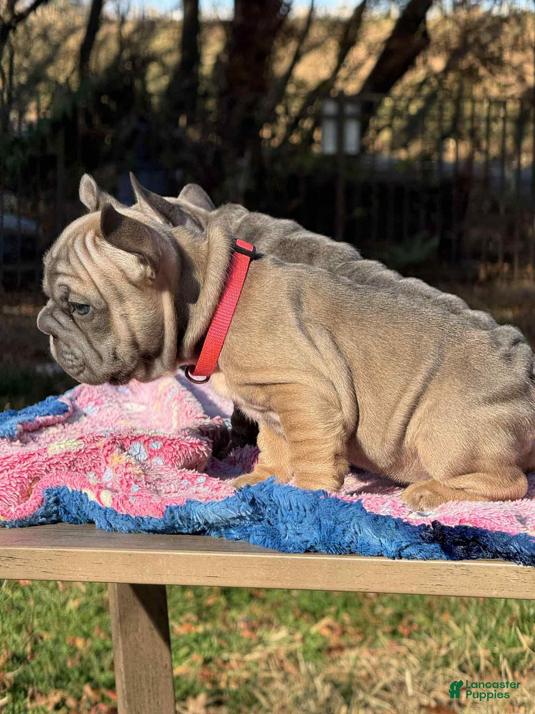 French Bulldog dogs for sale: Plum  - Ad 9