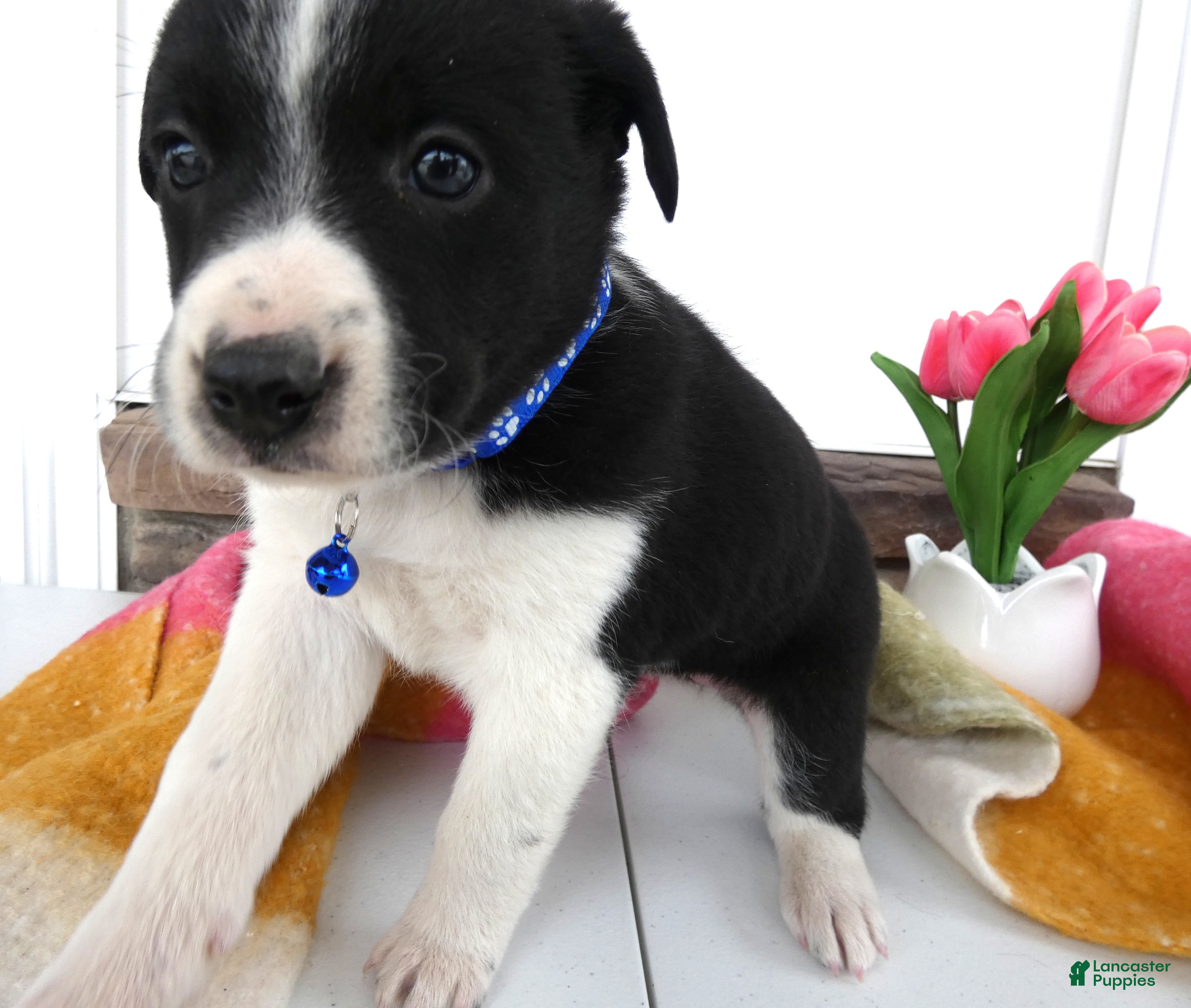 Border Collie dogs Border Collie Puppy 6 Marcy - Ad 20