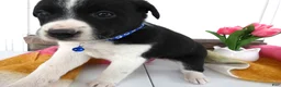 Border Collie dogs for sale: Border Collie Puppy 6 Marcy - Ad 3