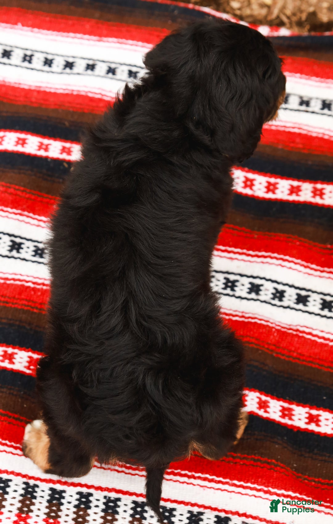 Aussiedoodle dogs for sale: Renae Standard - Ad 7