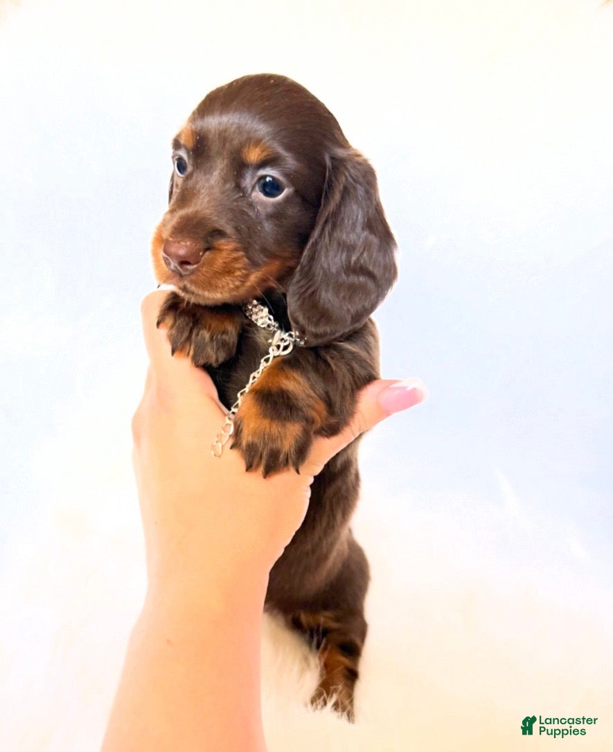 Miniature Dachshund dogs Dakota - Ad 3
