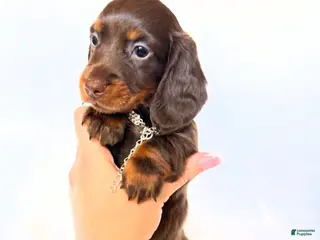 Miniature Dachshund dogs Dakota - Ad 35